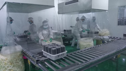 明水縣七大菇食用菌公司開始批量生產